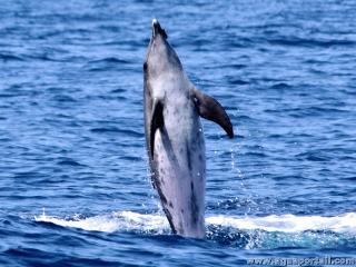 dauphin Steno bredanensis debout