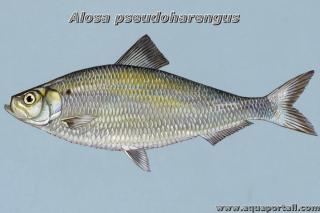 Dessin morphologie Alosa pseudoharengus