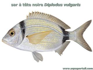 Dessin anatomique de Diplodus vulgaris