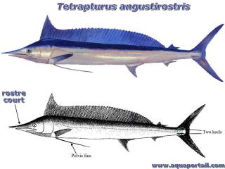 Dessin et anatomie de Tetrapturus angustirostris