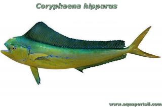 Dessin dorade coryphne Coryphaena hippurus