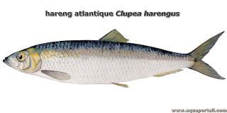 Dibujo del arenque del Atlntico Clupea harengus