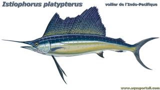Dessin Istiophorus platypterus (voilier)