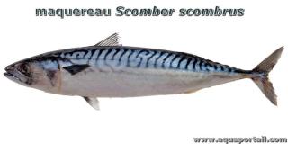 Dessin morphologique du maquereau Scomber scombrus