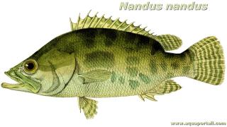 Dessin anatomique de Nandus nandus