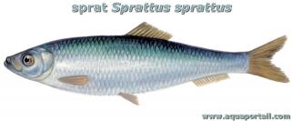 Dessin sprat europen Sprattus sprattus