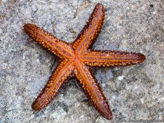 Echinasteridae (especie Echinaster spinulosus)