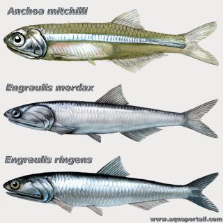Engraulidae (espce Anchoa Engraulis)