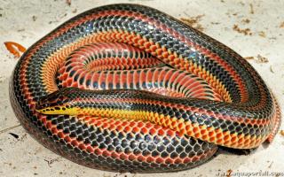 Femelle adulte Farancia erytrogramma