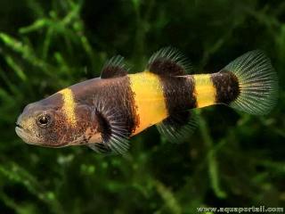 Gobie abeille Brachygobius xanthozonus en aquarium