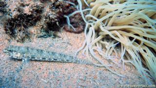 Relation entre Gobius bucchichi et Anemonia viridis