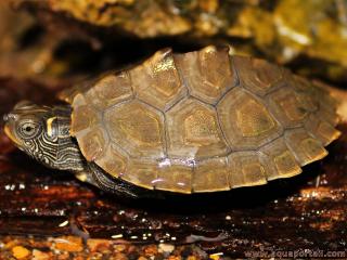 Graptemys pseudogeographica juvenil