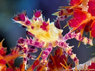 Hoplophrys oatesi, le crabe des coraux mous