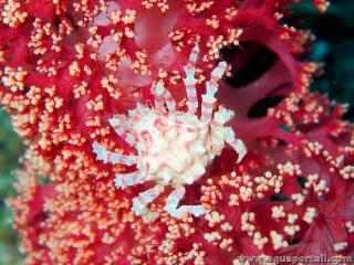 Crabe Hoplophrys oatesi sur un corail Dendronephthya