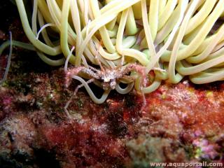 Cangrejo araa Inachus phalangium en una anmona <i>Anemonia viridis</i> : una anmona Anemonia viridis