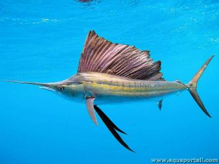 Istiophorus platypterus : voilier de l'Atlantique