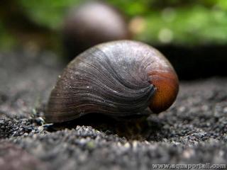 Neritina (espce Neritina pulligera)