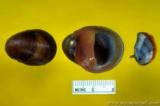 Vues de la coquille de Neritina pulligera
