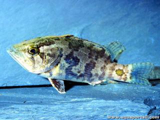 Poisson feuille du Gange Nandus nandus