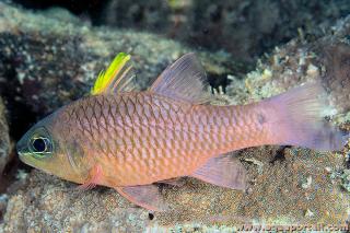 Pristiapogon kallopterus (antes Apogon kallopterus)