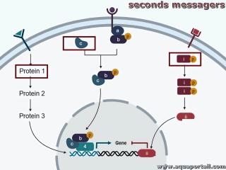 Seconds messagers