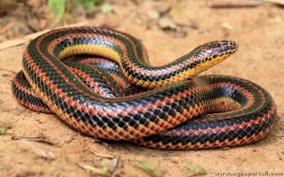 Serpent arc-en-ciel Farancia erytrogramma