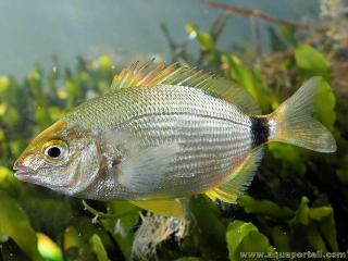 Diplodus annularis dans un herbier