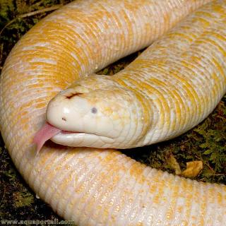 Cabeza de la anfisbena blanca (Amphisbaena alba)