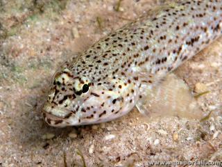 Primer plano de la cabeza del gobio incgnito Gobius incognitus