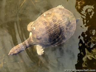 Tortuga de caparazn blando de Florida Apalone ferox 
