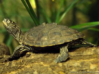 Tortuga de mapa falsa Graptemys pseudogeographica