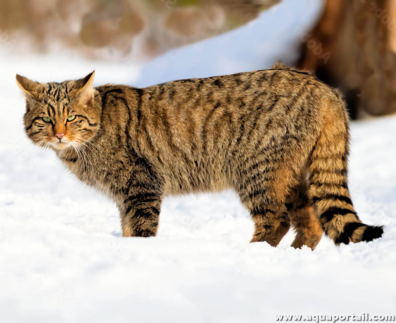 Chat sauvage, mode de vie du mammifère et ses empreintes ou traces