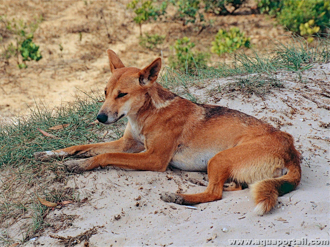 Crevettes Déshydratées - Canis-Lupus