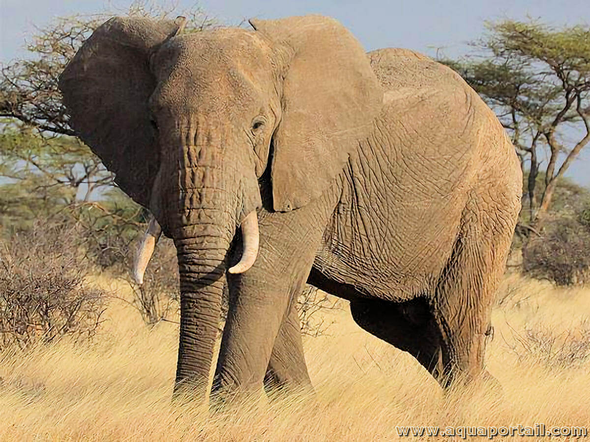 l phant De Mer D finition Et Explications l phant De Mer D finition Et Explications