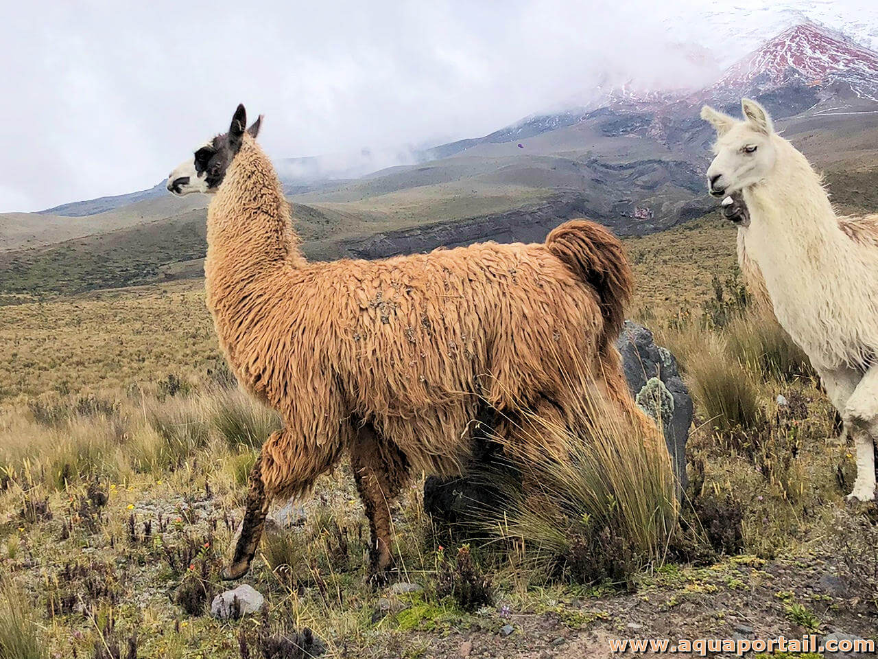 Le Lama Blanc Lama Glama