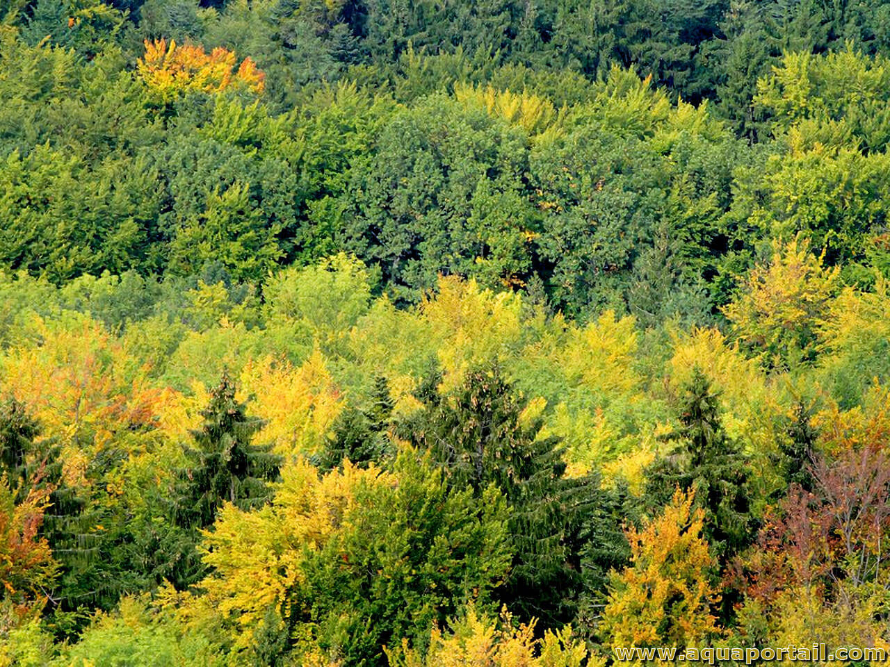 Forêt Mixte