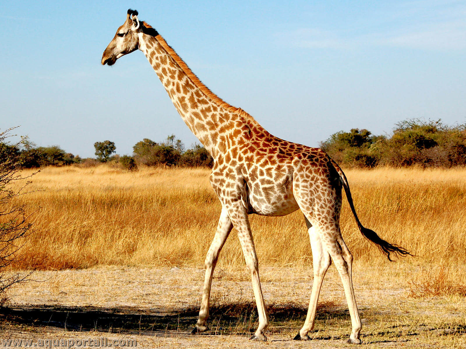 Giraffa camelopardalis (girafe)