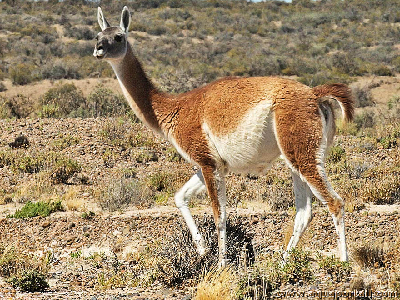 Le lama, mammifère typique de l'Amérique du Sud