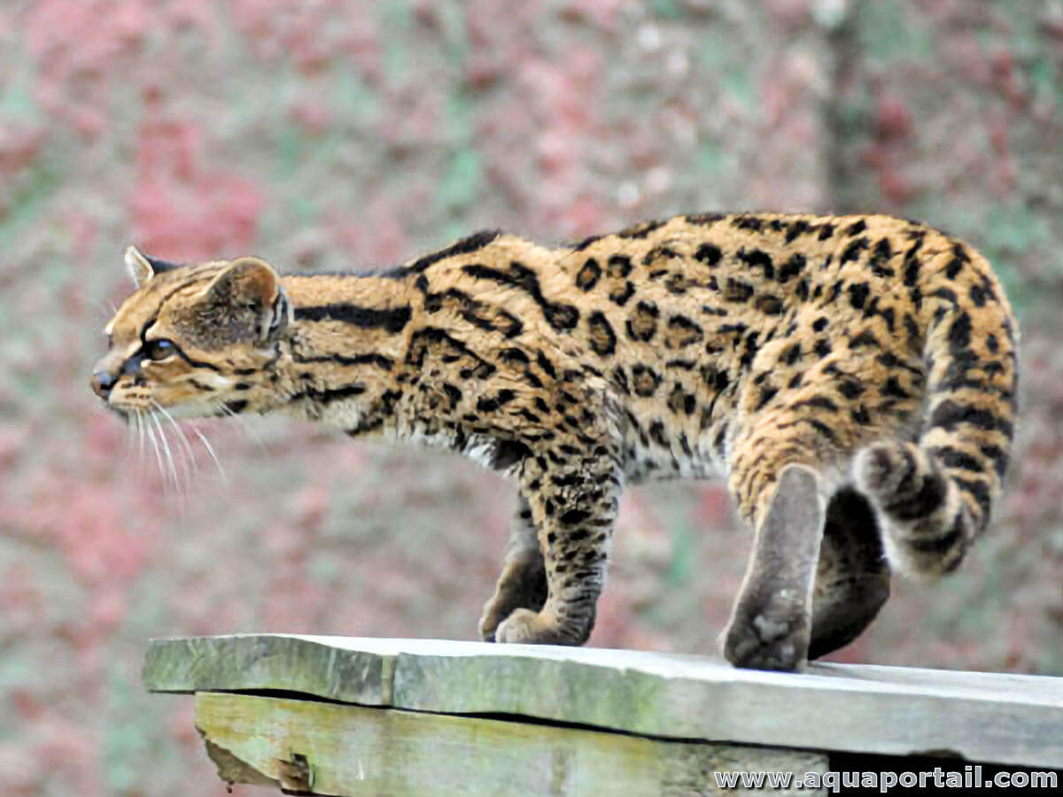 Leopardus Tigrinus tigrillo 