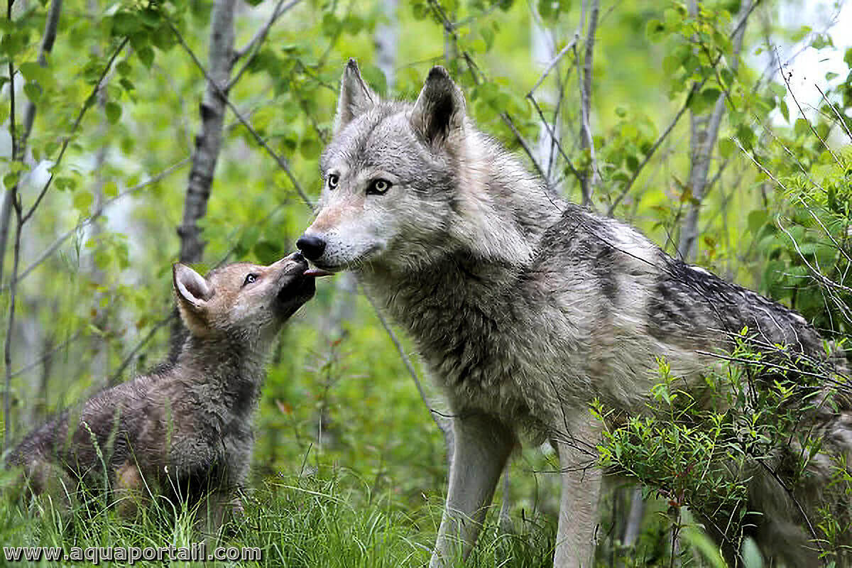 Loup gris (Canis lupus)