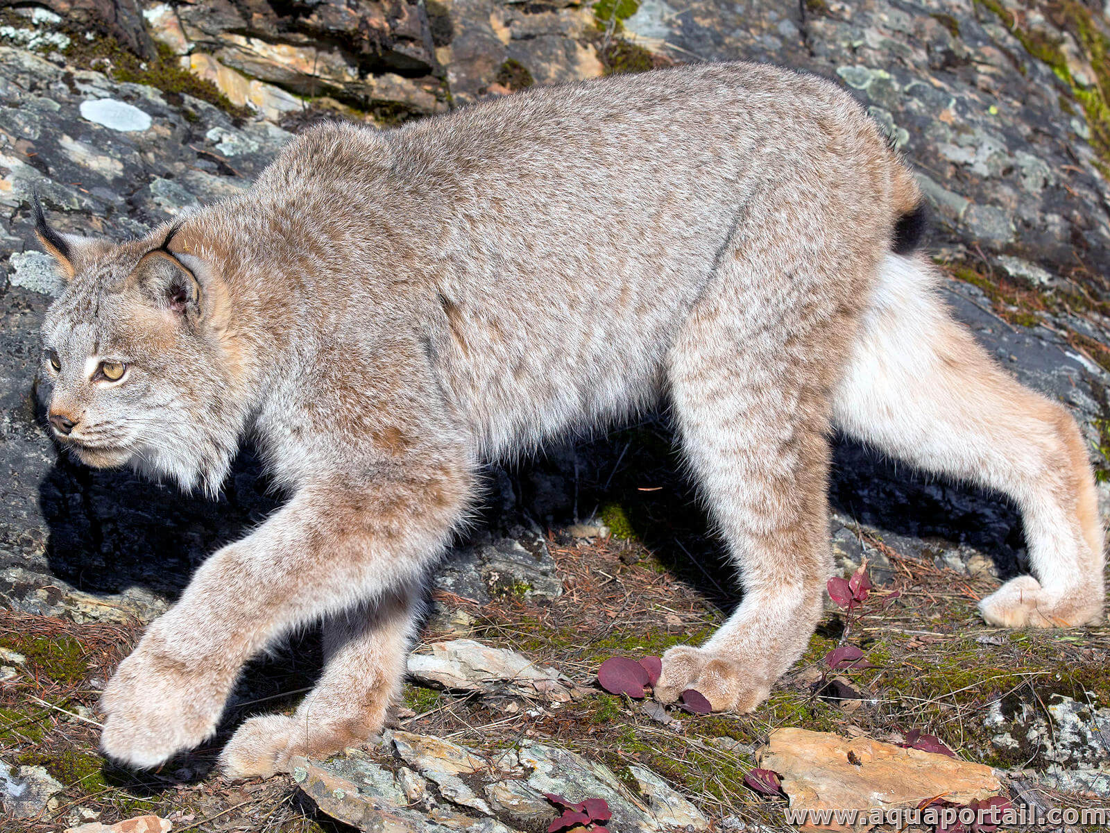 Le lynx : morphologie, alimentation, mode de vie