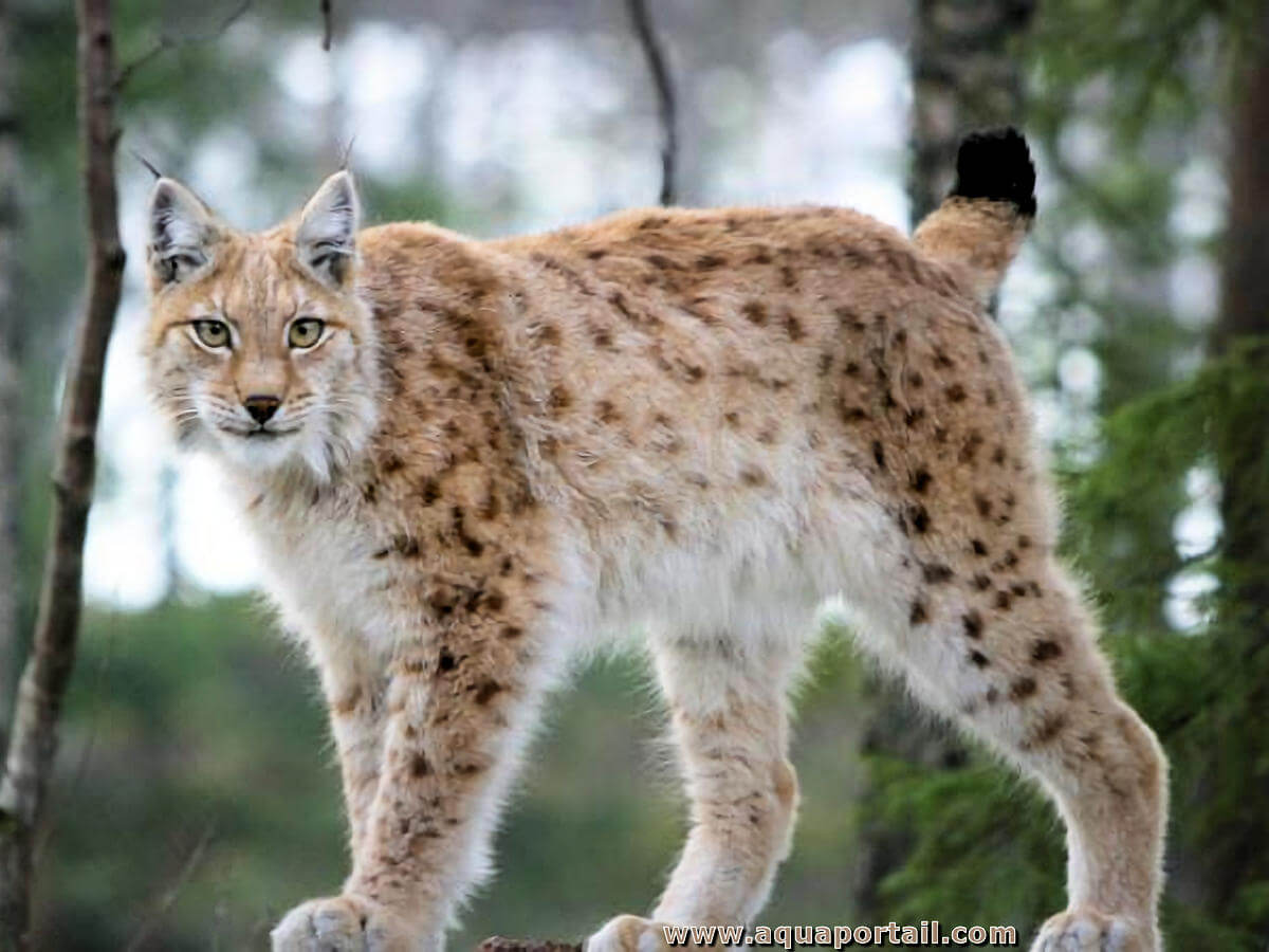 Lynx iberique : taille, description, biotope, habitat, reproduction