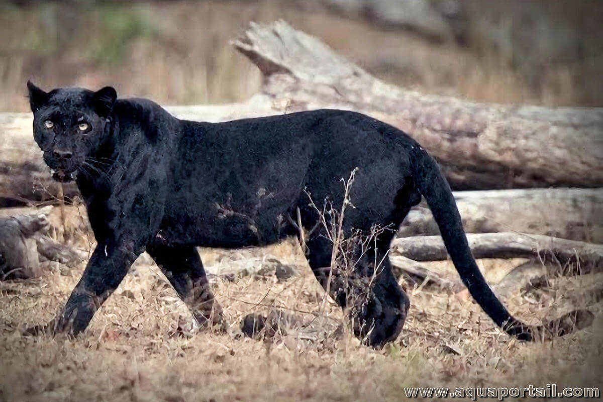 Le L opard Panthera Pardus Le L opard Panthera Pardus