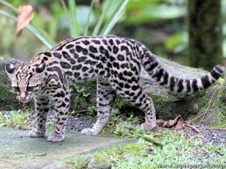 Margay (chat amricain) Leopardus wiedii