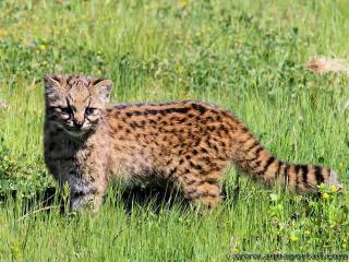 Chaton du Chili Leopardus guigna