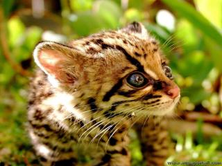 Chaton ocelot (Leopardus pardalis)