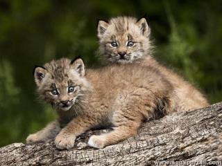 Deux chatons de Lynx canadensis