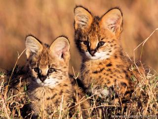 Deux chatons de serval