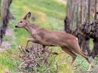 Chevrette (femelle chevreuil) Capreolus capreolus