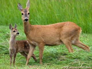 Un chevrette et son faon (Capreolus capreolus)